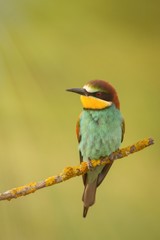Small bird perched on a branch