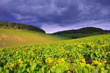 Orage imminent sur le vignoble de Chablis, Yonne, Bourgogne-Franche-Comté