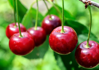  close-up of ripe sweet cherries on a tree