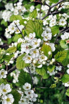 close-up of  blooming hawthorn