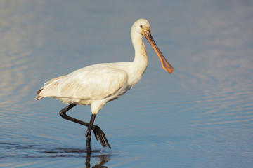 Spatola (Platalea leucorodia) nello stagno - ritratto