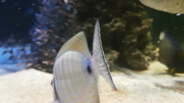 Red Sea sailfin tang - Zebrasoma desjardinii