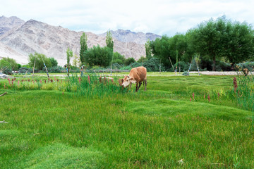 Cow in Leh Ladakh