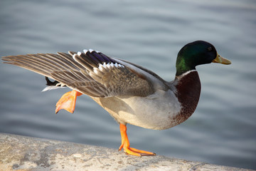 Canard colvert au bord d'un bassin