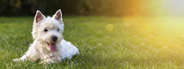 Fototapeta Website banner of a happy dog puppy as lying in the grass obraz