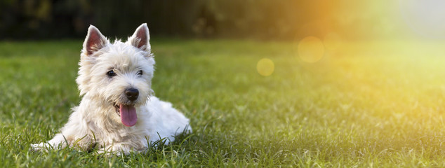 Website banner of a happy dog puppy as lying in the grass - obrazy, fototapety, plakaty