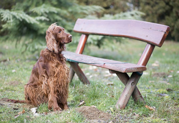 Beautiful Irish Setter dog waiting near a bench