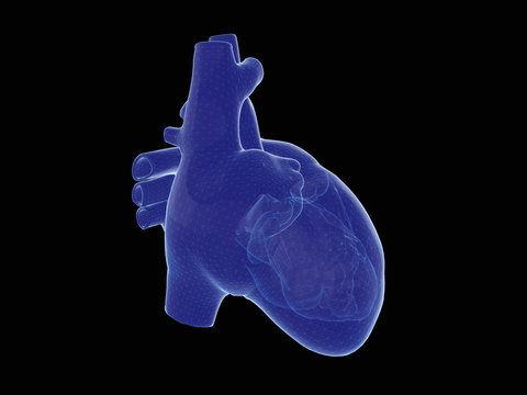 3D render of the human heart. 