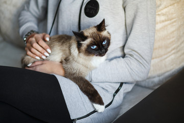 Seal point Sacred Birman cat sitting in the owner's hands
- 129585123