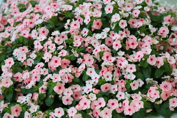 Obraz premium flower