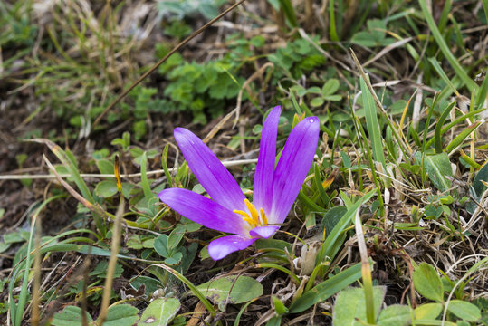 Flower of Merendera montana in Somiedo Nature Reserve, Principality of Asturias, Spain