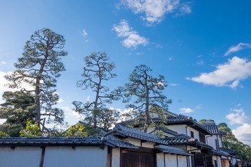 Fototapeta na wymiar 3 bonsai trees in Japanese house