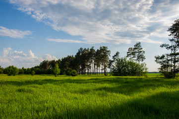 clouds and forest