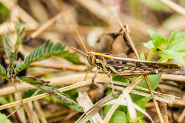 Macro photograph of a brown grasshopper