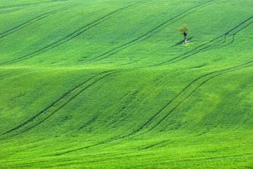 alone tree in green fields in Czech Republic