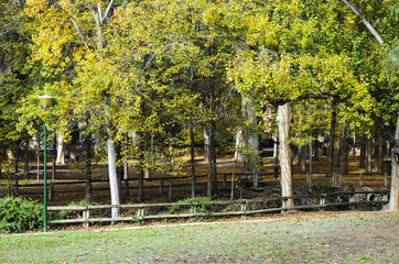 Parque de San Vicente de Liria, bosque junto al río