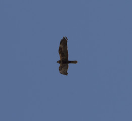 Marsh harrier 