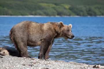 wild brown bear on river