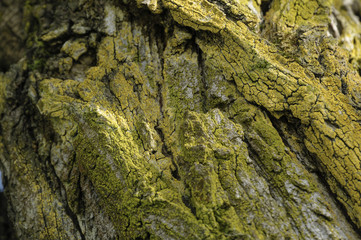 Corteccia robinia