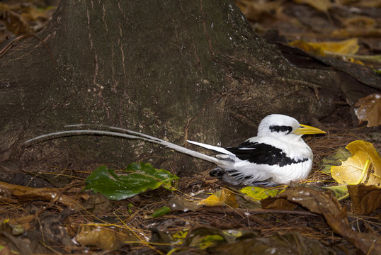 Pha&eacute;ton &agrave; bec jaune, Paille en queue, Phaethon lepturusIles, nid, Seychelles
