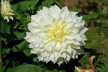 Dahlia blanc à grande fleur en été