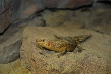 Leguan auf einen Felsen