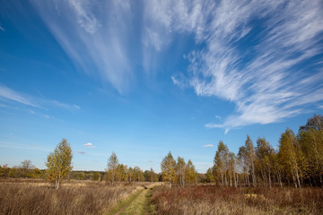 fall russia landscape. carriage road on a background blue sky and forest