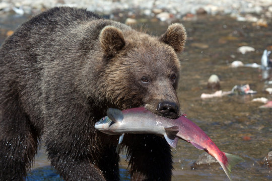 brown bear holds a big fish salmon. bear looks directly