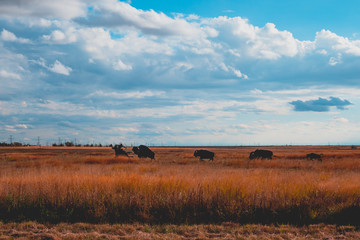 West Texas Native American Art Tribute 
