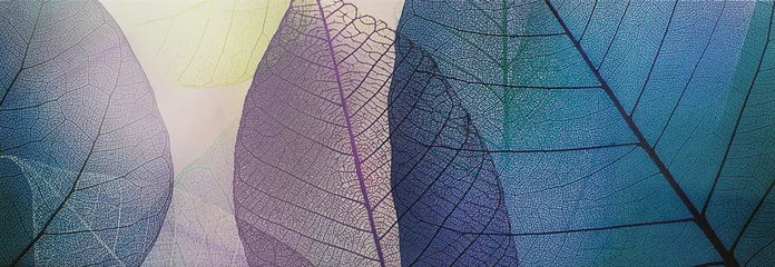 Fototapete Texturen Fliese, transparente Blätter