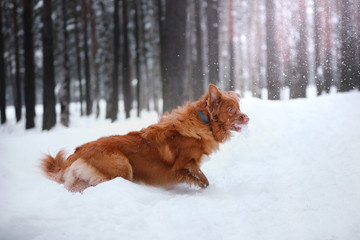 Dog Nova Scotia Duck Tolling Retriever, walk in winter forest