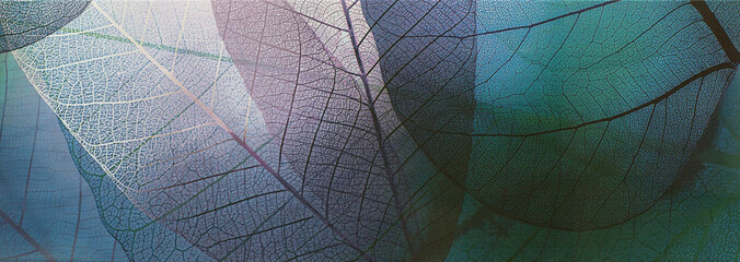 tuile, feuilles transparentes