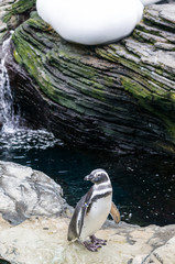 Naklejka premium Lonely penguin