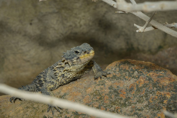 Leguan auf einen Felsen