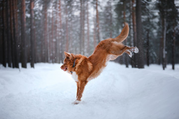 Dog Nova Scotia Duck Tolling Retriever, walk in winter forest