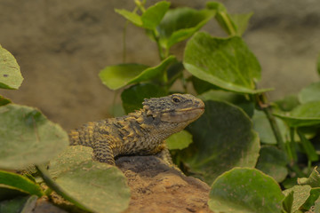 Leguan auf einen Felsen