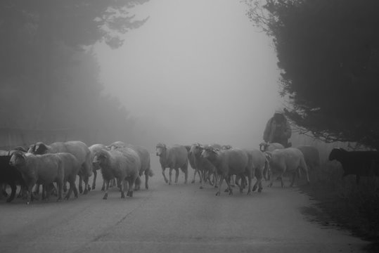 sheep and misty