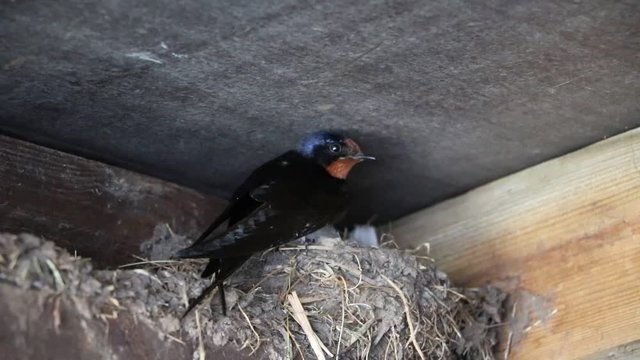 Smoke swallow Hirundo rustica in Hornborgasj&ouml;ns naturreservat, Sweden Scandinavia