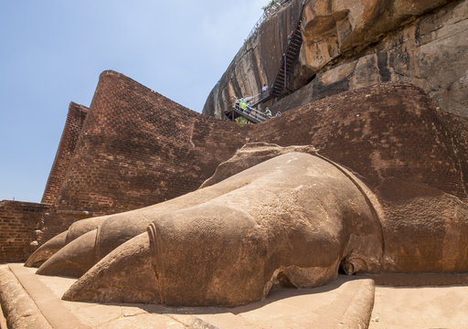 LöwentatzeBilder StockFotos & Videos. Adobe Stock