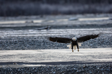 Bald eagle with its wings spread landing on the shore of a river
