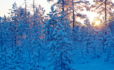 Winter snowy forest at sunset.