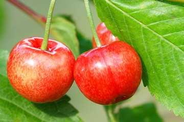Ripe sweet cherry