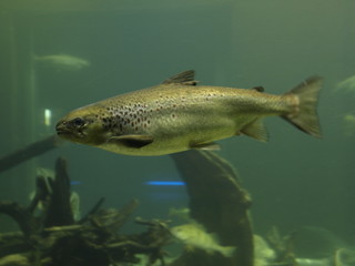 Fish underwater