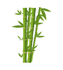 Fototapeta na wymiar bamboo plant isolated icon vector illustration design