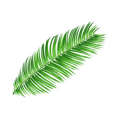 Full fresh leaf of sago palm tree, vector illustration isolated on white background. Realistic hand drawing of sago palm tree leaf, jungle forest design element