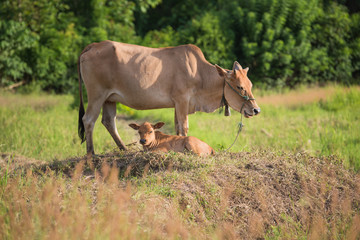 Obraz premium Banteng mother and children front prairie background