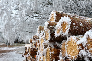 Holzschlag im Winter