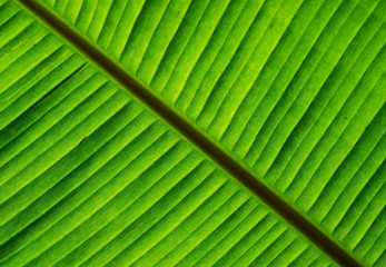 Banana green leaf with texture and pattern