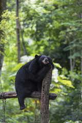 Black Bear resting on wood