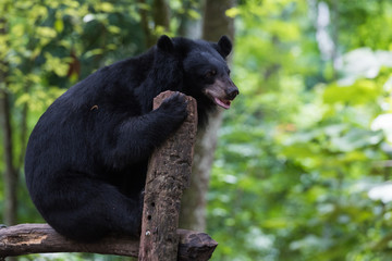 Black Bear resting on wood